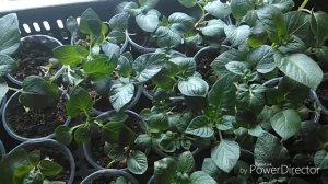 Картофель из ботанических семян.Выращивание рассады.