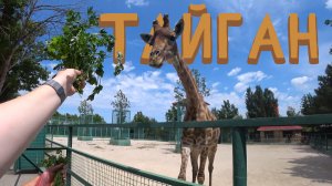 Кормление львов и драка тигров ► ПАРК ЛЬВОВ ТАЙГАН КРЫМ