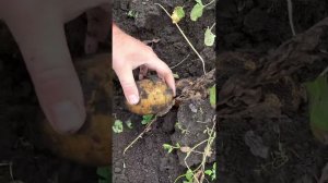 Картофель Гала урожай 2023 Крупная, вкусная, урожайная #картофель #урожай #гала