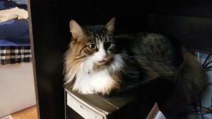 Филин Ёль ничего не делает. Кот Мурлок ничего не делает. Жуколица в квакварии.