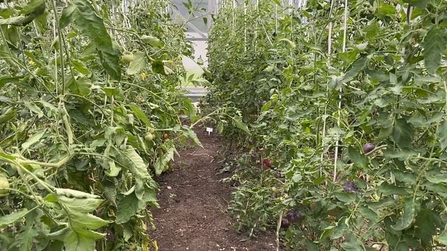 Счастья полна чаша. Школа продвинутого садовода