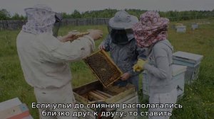 Как соединить две пчелиные семьи в одну
