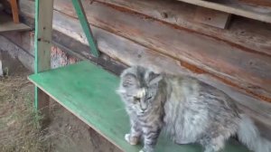 Прогулка мейн-кунов в вольере питомник Мейн-Кунов Silver Lynx Тольятти.