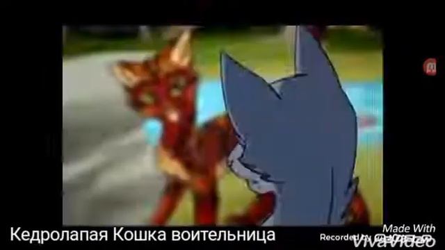 Коты воители Синяя Звезда и Желудь А в ее сердце тук тук тук ( моё первое видео) смотреть онлайн