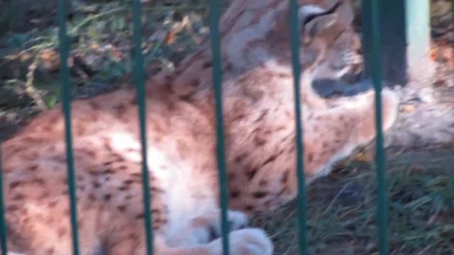 Рысь рычит Рысь живет в России обыкновенная рысь в россии как рычит рысь рысь мяукает смотреть онлайн