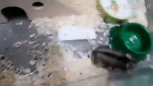 Рассказываю что случилось с Алисой! 🤒😭🌹