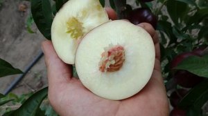 Нектарин Супер Квін. Nectarine Super Queen. Ранній, білом'ясий сорт солодкого смаку.