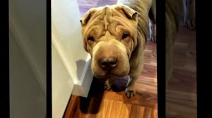 Веселые шарпеи | Подборка видео приколов со смешными шарпеями