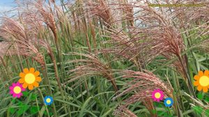 Мискантус китайский Фламинго. Краткий обзор, описание характеристик miscanthus sinensis Flamingo