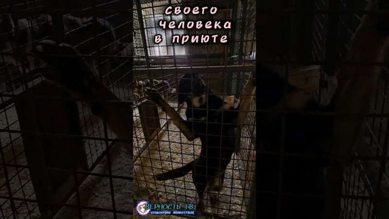 Молодая вертипопая Пеппи ждёт в приюте...➡️Адрес Верности: Смол.обл,  дер.Хохлово ул.Мира 56