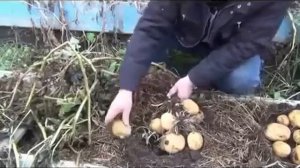 Теплые грядки. Выращивание картофеля
