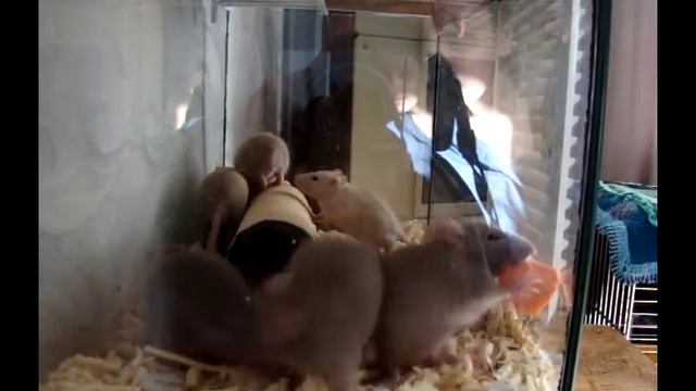 3-я серия-взросление крысят (маленькие Сёма, Ачи, Тири) смотреть онлайн