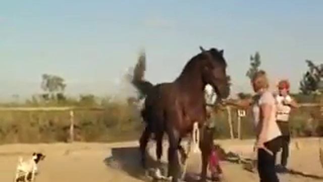 Girl helps the horse mating смотреть онлайн