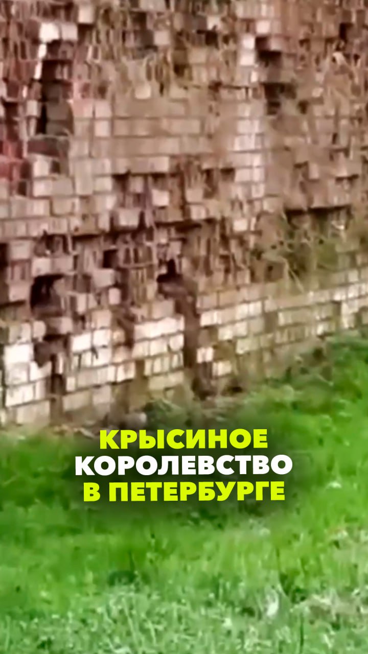 Зовите Щелкунчика, у нас ЧП! Крысиное королевство в Петербурге: грызуны обосновались в стене дома