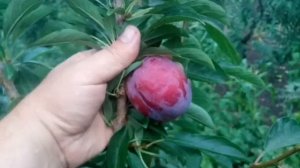 Слива диплоидная сорт Бербанк Гигант(plum Berbank Gigant)