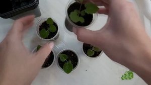 Цинерария комнатная – пикировка и уход. Цинерария комнатная из семян. Часть 2.