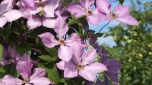 Клематис Маргарет Хант- морозостойкий и невероятно красивый