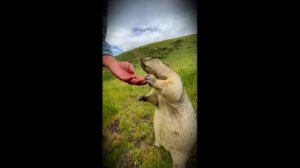 Симпатичное дикое животное сурок Байбак #Shorts