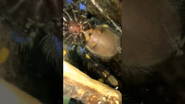 Поглядим, поглядим 👩🏿🦰👀 Poecilotheria Metallica maybe female 🤔