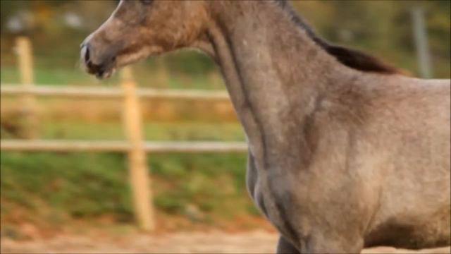 MB Magnolie смотреть онлайн