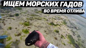 Заплыв в черепашьем питомнике. Нунгви. Занзибар декабрь 2020