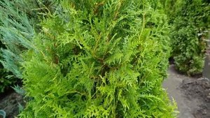 Туя Брабант ЭКСТРА 120-140 см