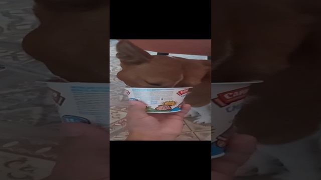 Любитель сметанки смотреть онлайн