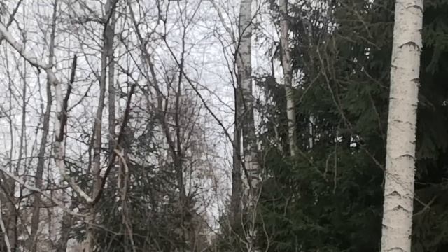 Ритуалы - онлайн на Радоницу на лес и день. 2. Снять некропривязку. К Церберу.
