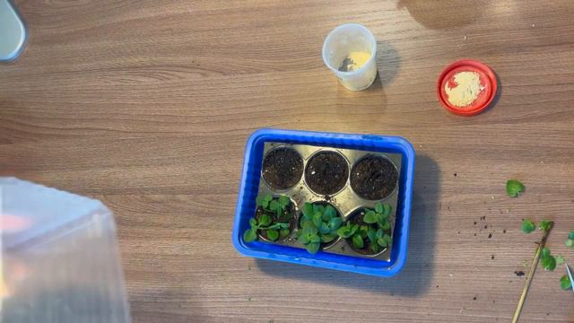 Бакопа🌸Диасция🌺Черенкование🌱 смотреть онлайн