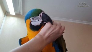 Попугай ара дает "пять"