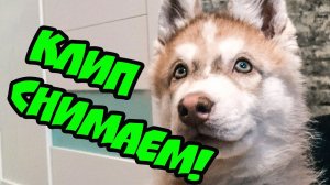 МЫ СНИМАЕМ КЛИП! ХАСКИ БУБЛИК feat ХАСКИ БАНДИТ. Говорящая собака