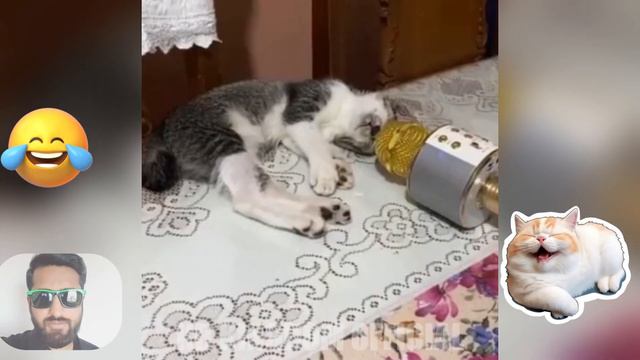 Funny Cats Video part 02 | Cats Stories #cat #catlover