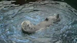 Калан - морская выдра