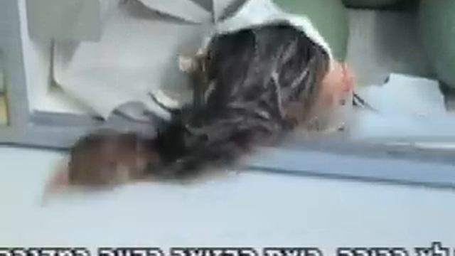 Kazuar Nir David 2009 Web смотреть онлайн