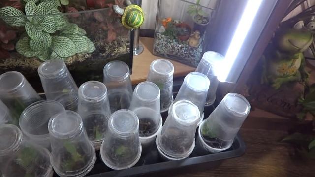 Комнатные цветы/растения. Укрепляем полочки. Переставляем цветы. Про милые сердцу безделушки 2ч смотреть онлайн