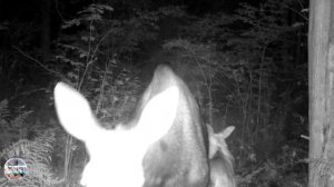 Лосиха с двумя лосятами у солонца в лесу