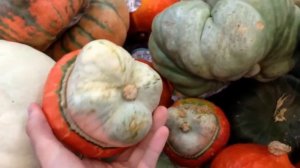 Тыквы в магазине США на Хэллоуин