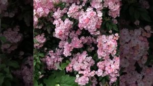 Полуплетистая роза Ballerina (Балерина). Воздушное розовое облачко!