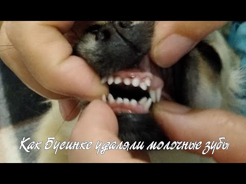 Молочные зубы у собак мелких пород схема