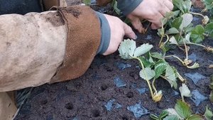 Как быстро высадить, воздушку клубники в кассету!