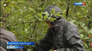 В Белгородской области убирают поздние сорта яблок