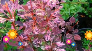Барбарис тунберга Арлекин. Краткий обзор, описание характеристик berberis thunbergii Harlequin