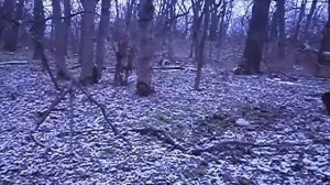 Охота на зайца с гончими!КЛАСС