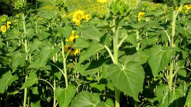 Concerto per sax e quintetto di fiati смотреть онлайн