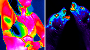 Обычные вещи под тепловизором