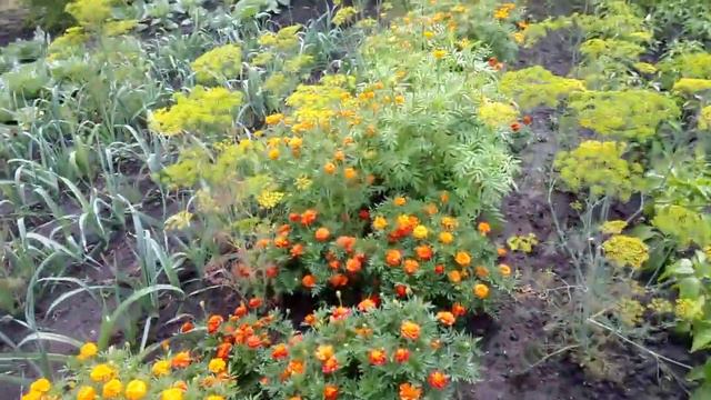 99.ДОЖДИ ЛЬЮТ,А ДЕЛА НЕ СТОЯТ НА МЕСТЕ-ДЕНЬ ГОД КОРМИТ!!!ПРОБЕЖАЛАСЬ БОСИКОМ-ВСПОМНИЛА ДЕТСТВО!!! смотреть онлайн