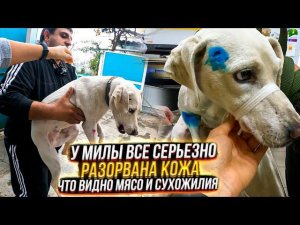 У Милы разорвана лапа до Мяса и Сухожилий Опух сильно сустав, везем в клинику.Маркиз заболел