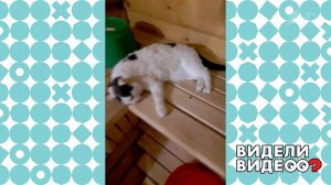 Кот, который ходит в баню. Видели видео? Фрагмент выпуска от 18.04.2021