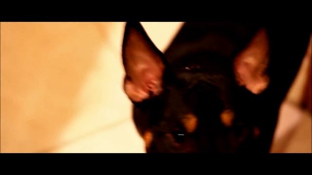 Canon T2i550d test video - Canon 18-55mm  50mm f 1.8