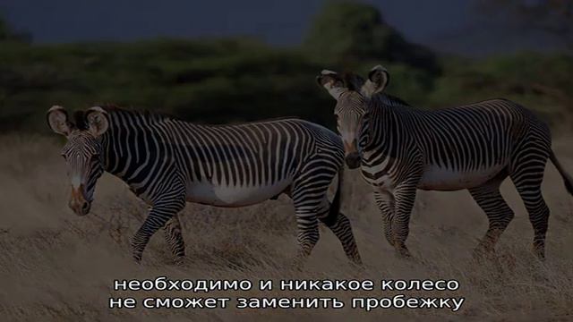 Мыши-песчанки